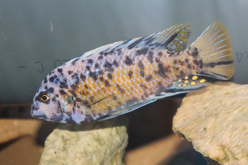 Labeotropheus fuelleborni 'Katale Island'